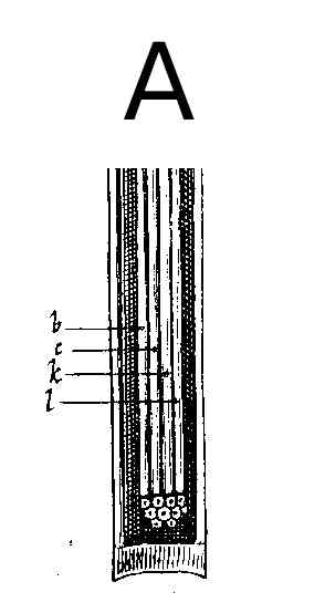 Brain stem