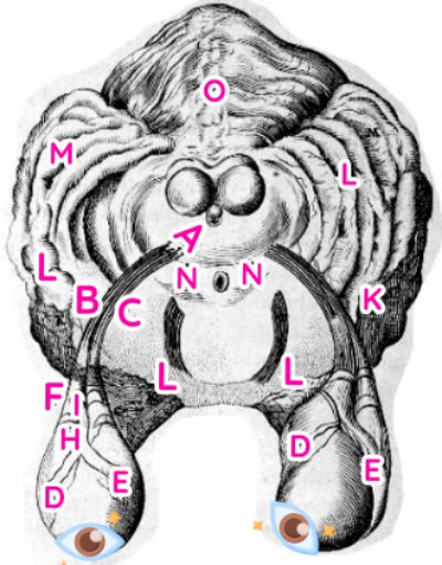 Brain stem