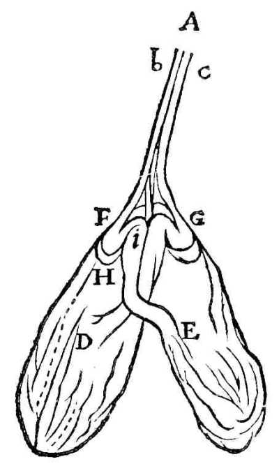 Brain stem