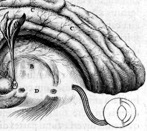 Pineal gland balanced