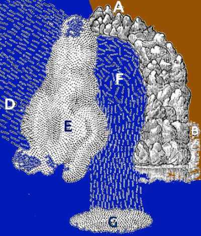 Air masses