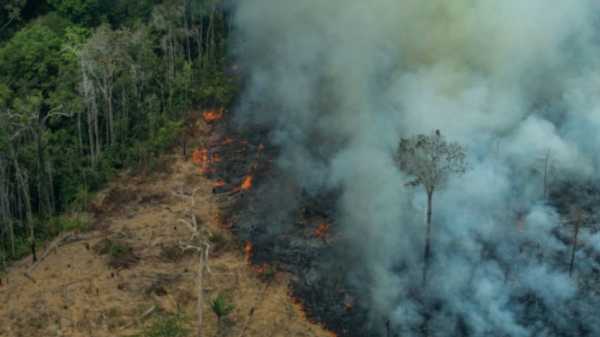 Amazon rainforest destruction